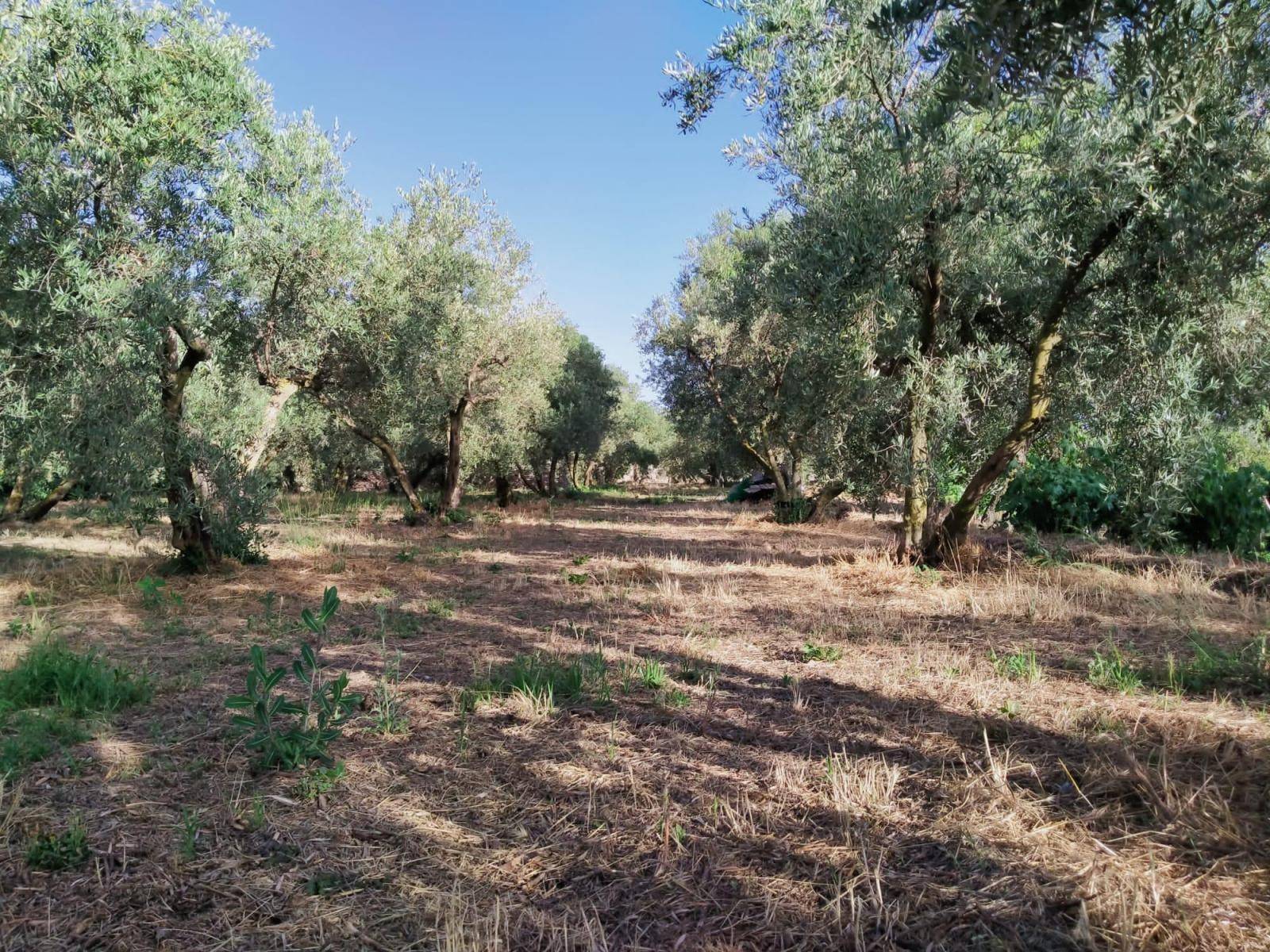 Plot for sale in Nigüelas