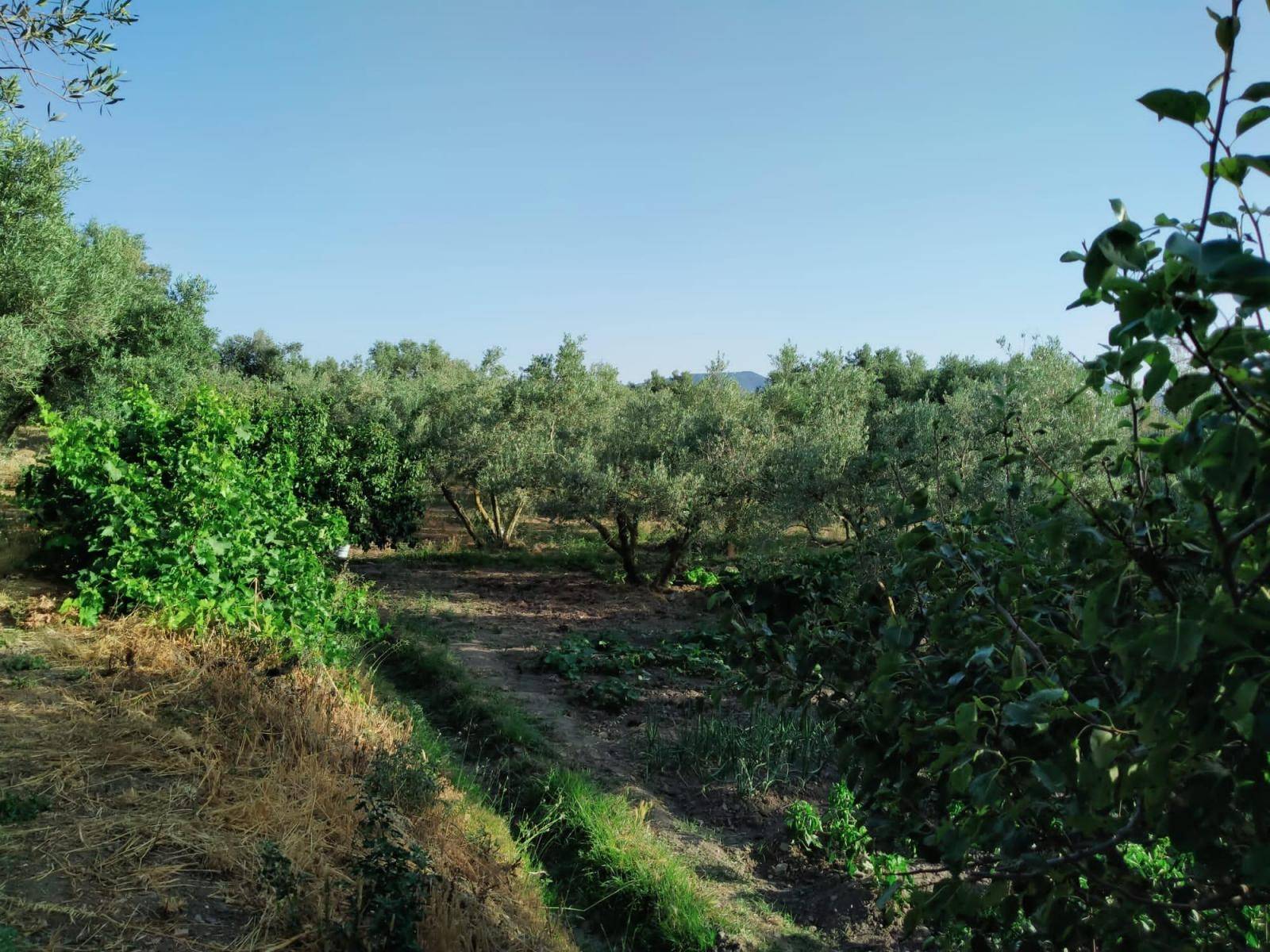 Bonita parcela en venta, en el pintoresco pueblo de Nigüelas, con preciosas vistas a la montaña y muy cercana al pueblo