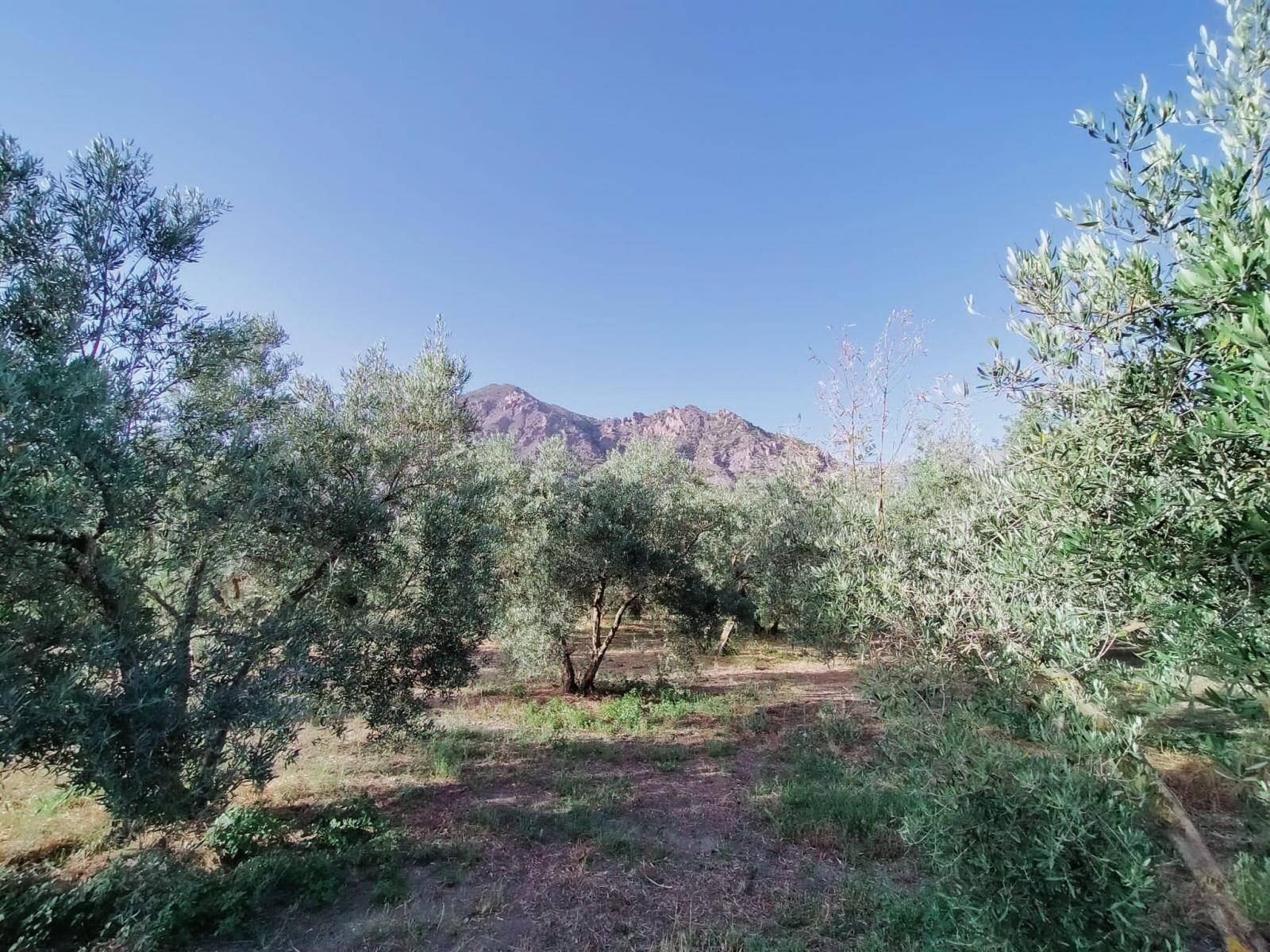 Bonita parcela en venta, en el pintoresco pueblo de Nigüelas, con preciosas vistas a la montaña y muy cercana al pueblo