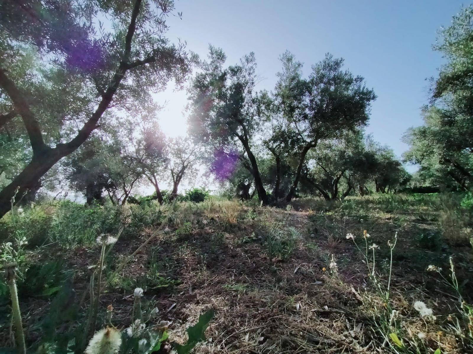 Bonita parcela en venta, en el pintoresco pueblo de Nigüelas, con preciosas vistas a la montaña y muy cercana al pueblo