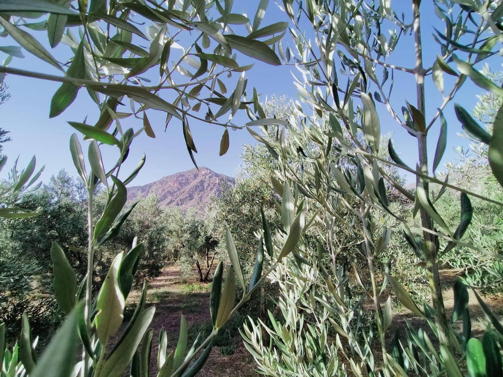 Bonita parcela en venta, en el pintoresco pueblo de Nigüelas, con preciosas vistas a la montaña y muy cercana al pueblo