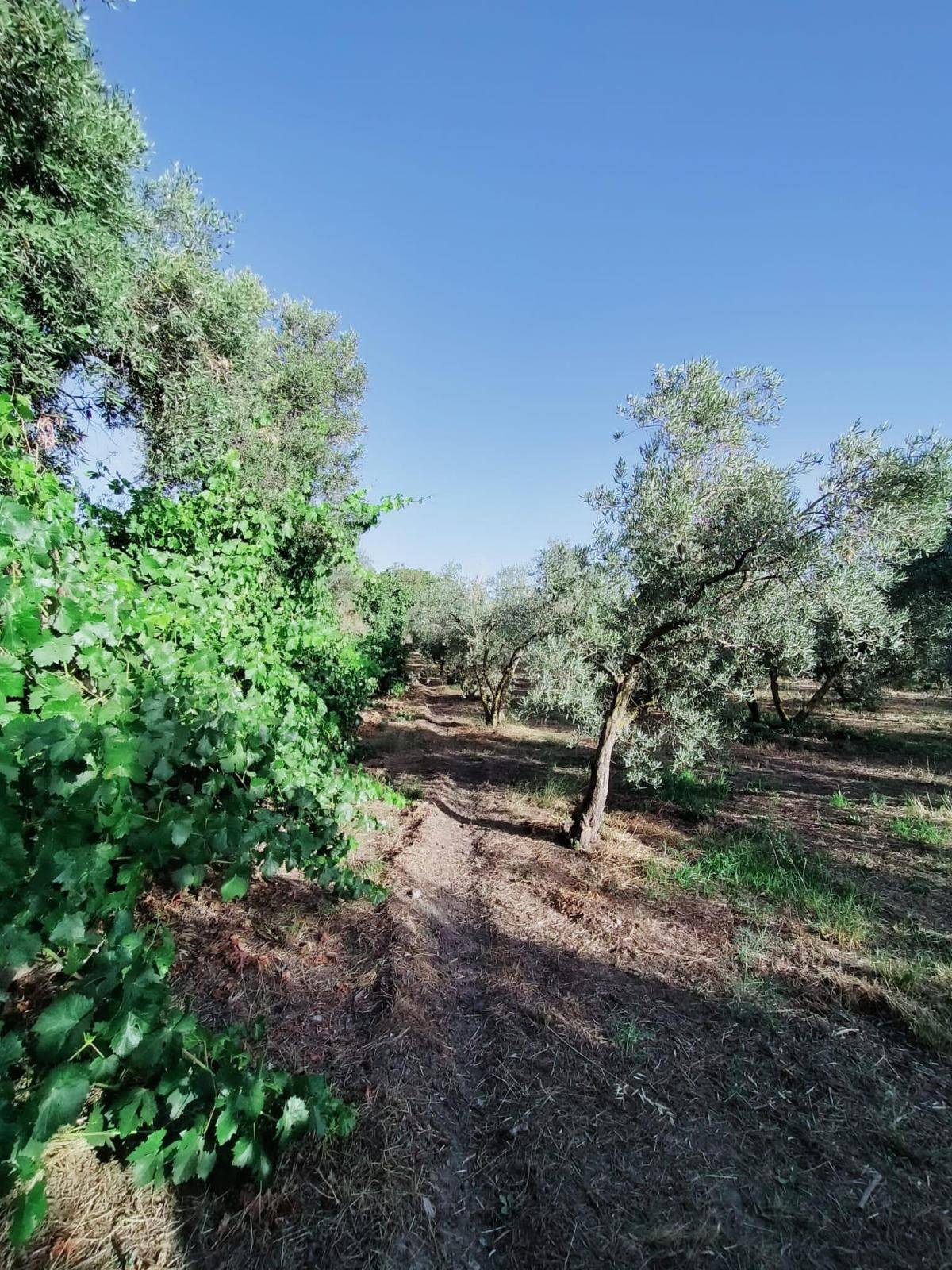 Bonita parcela en venta, en el pintoresco pueblo de Nigüelas, con preciosas vistas a la montaña y muy cercana al pueblo