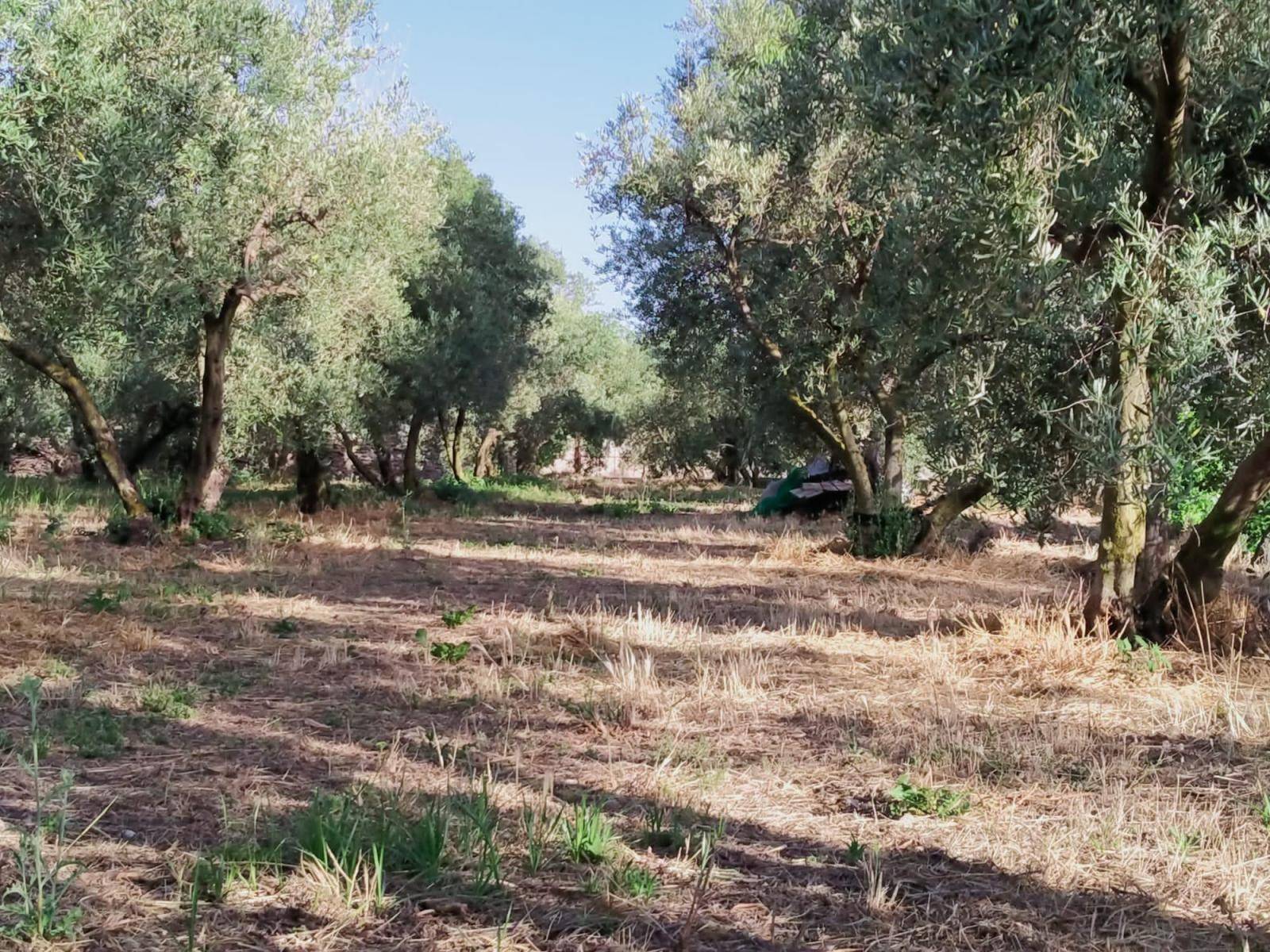 Bonita parcela en venta, en el pintoresco pueblo de Nigüelas, con preciosas vistas a la montaña y muy cercana al pueblo