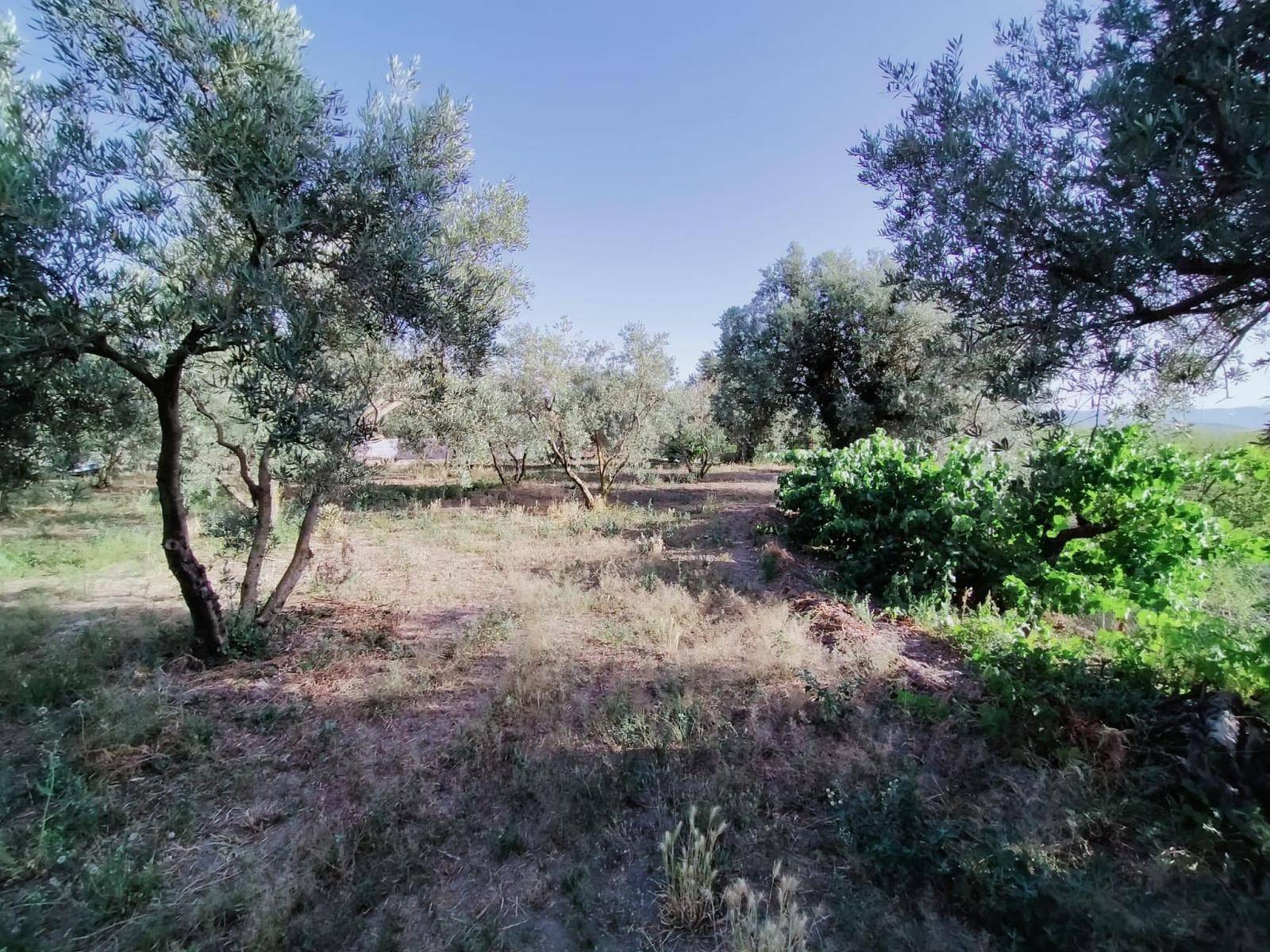 Plot for sale in Nigüelas