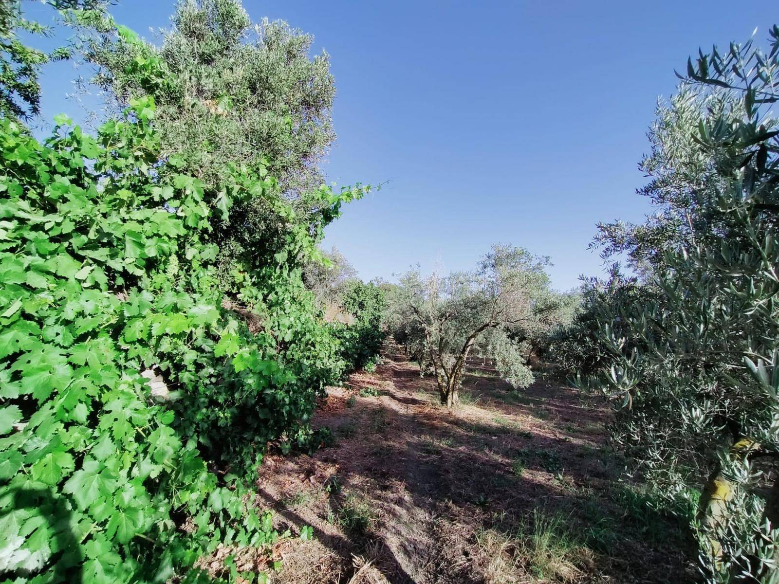 Bonita parcela en venta, en el pintoresco pueblo de Nigüelas, con preciosas vistas a la montaña y muy cercana al pueblo