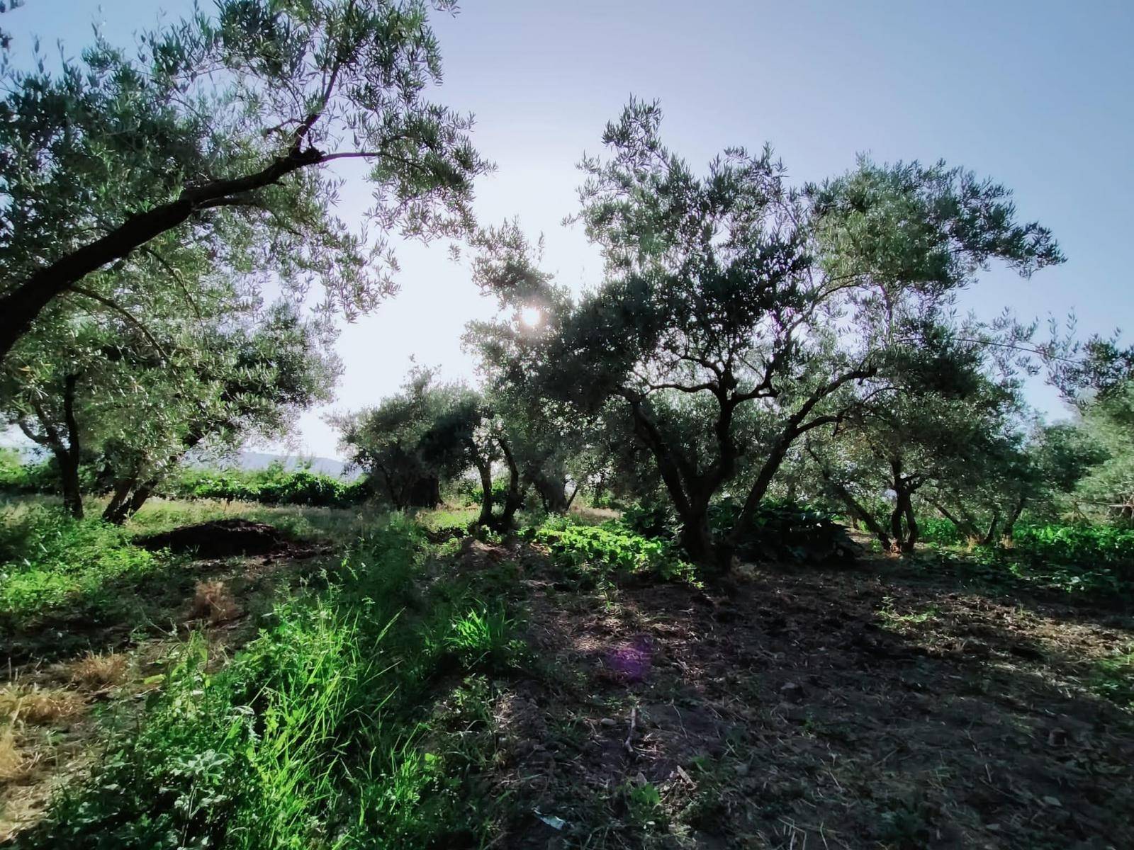 Parcelle en vente à Nigüelas