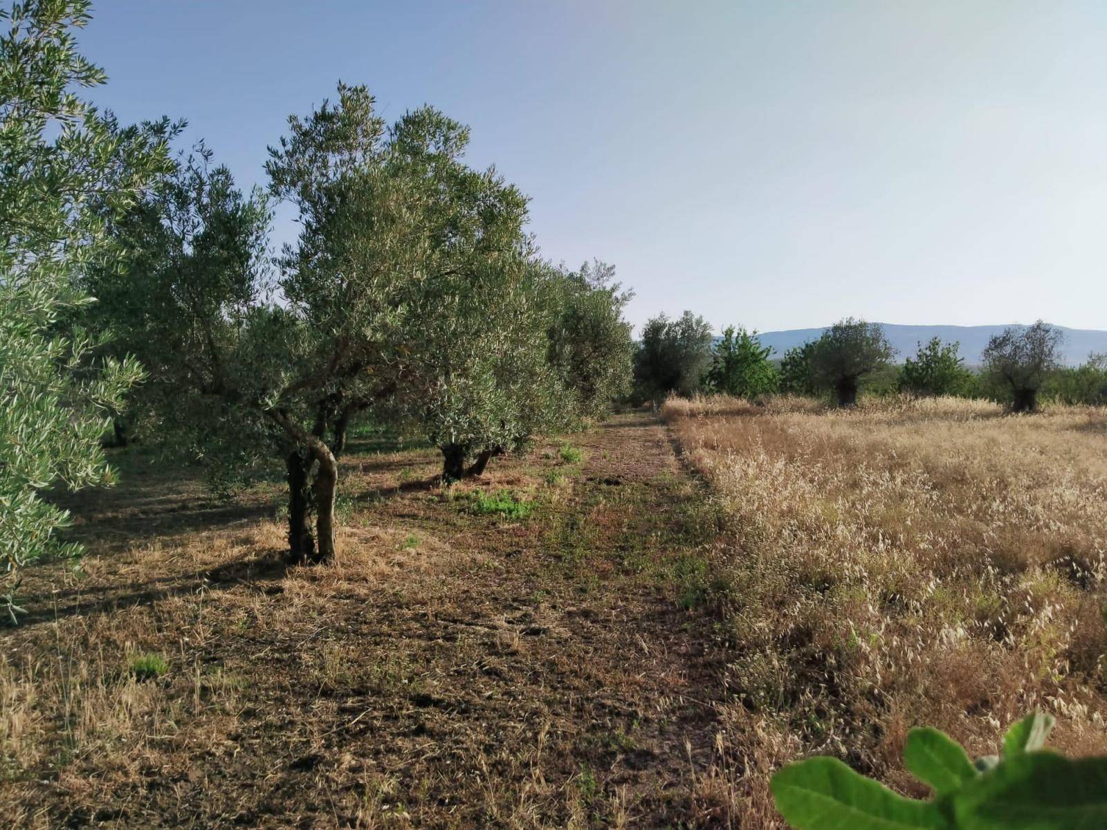 Terrain à vendre avec vue imprenable sur la montagne