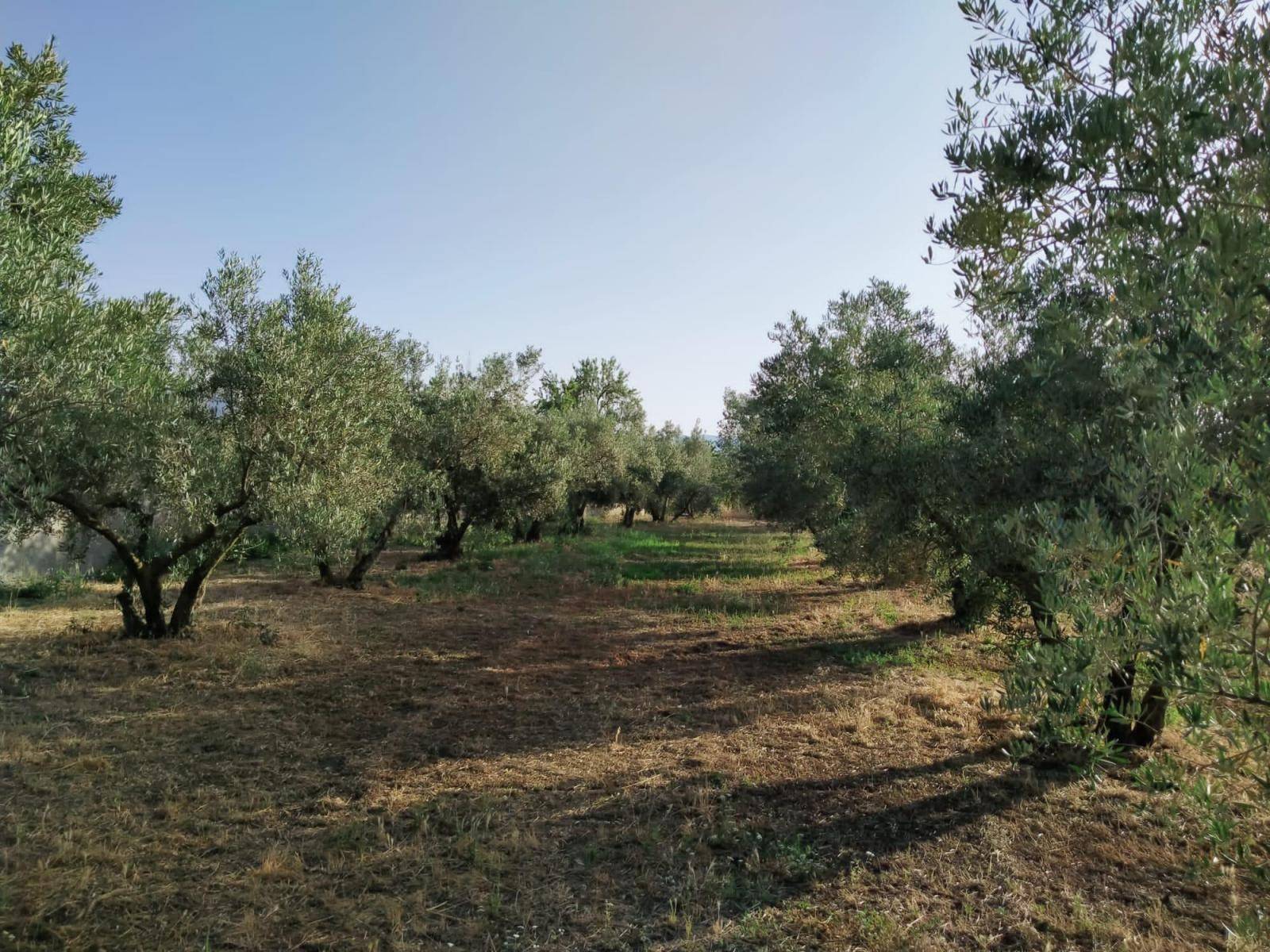 Parcela en venta en Nigüelas, con increibles vistas a la montaña, y a un paso del pueblo!