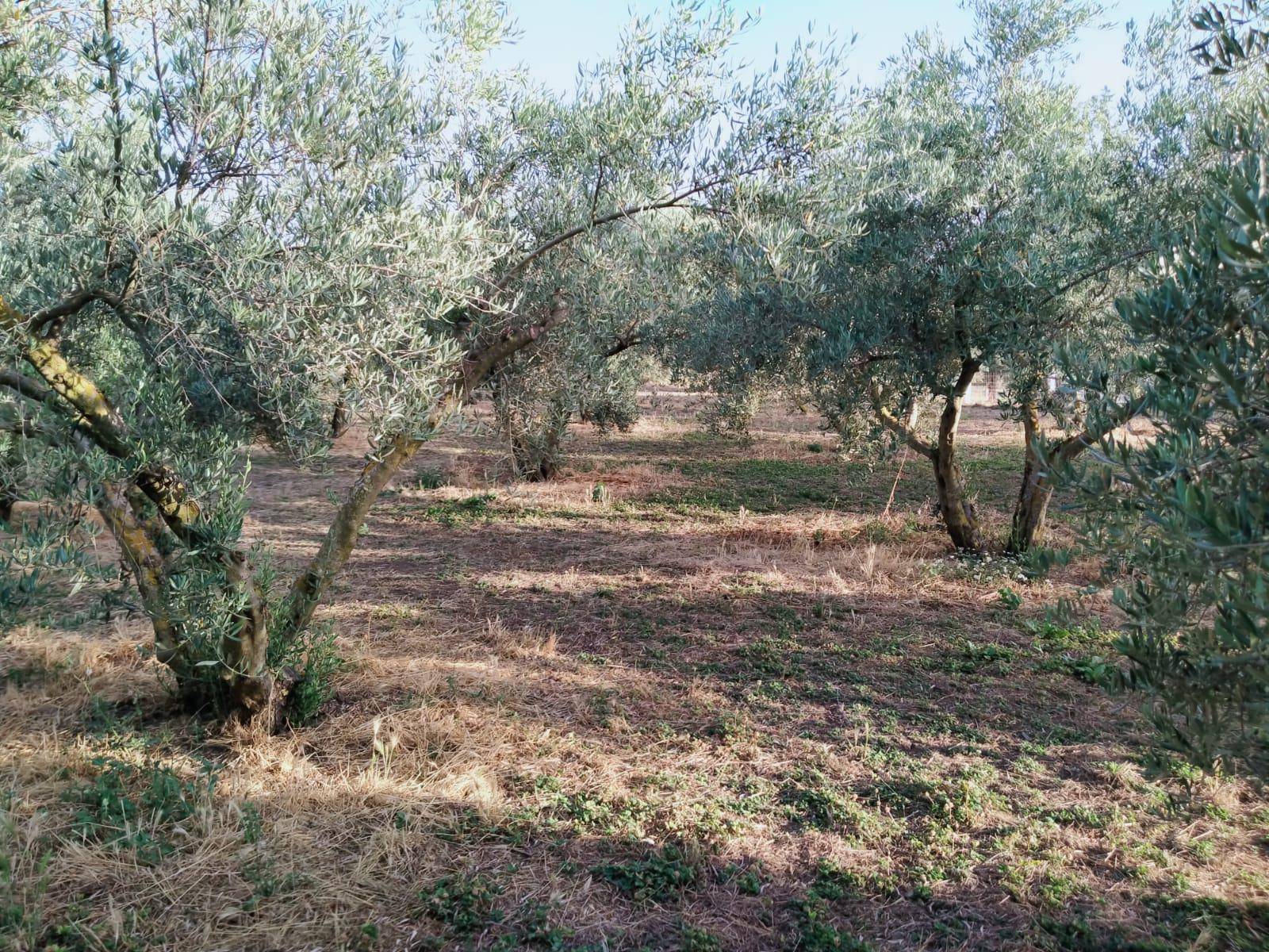 Grundstück zum Verkauf mit herrlichem Bergblick und nur einen Schritt vom Dorf entfernt