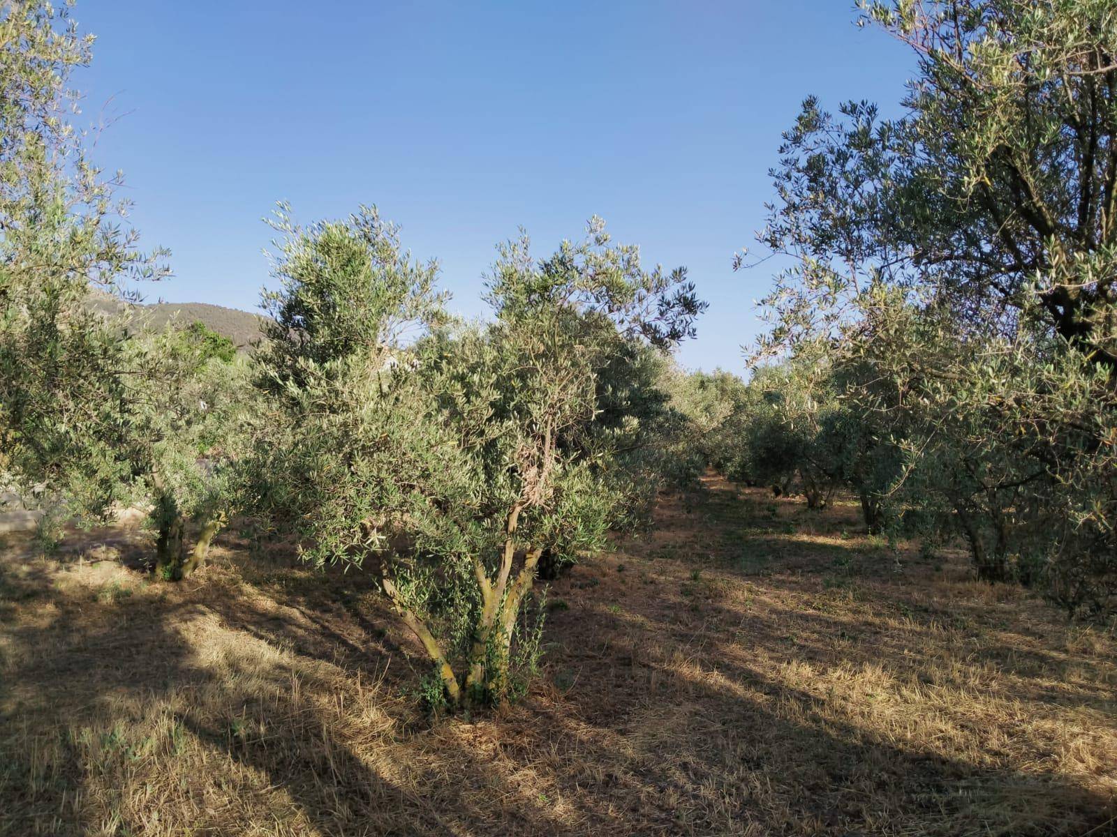 Parcela en venta en Nigüelas, con increibles vistas a la montaña, y a un paso del pueblo!