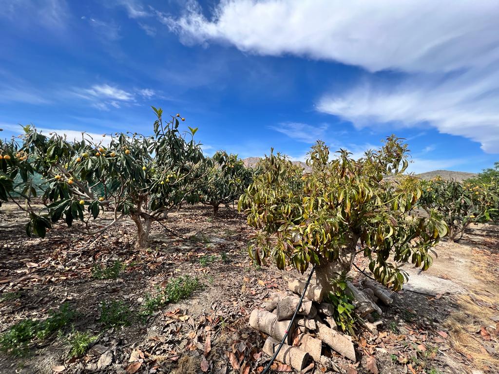 Maison de campagne avec potentiel à vendre, Salobreña