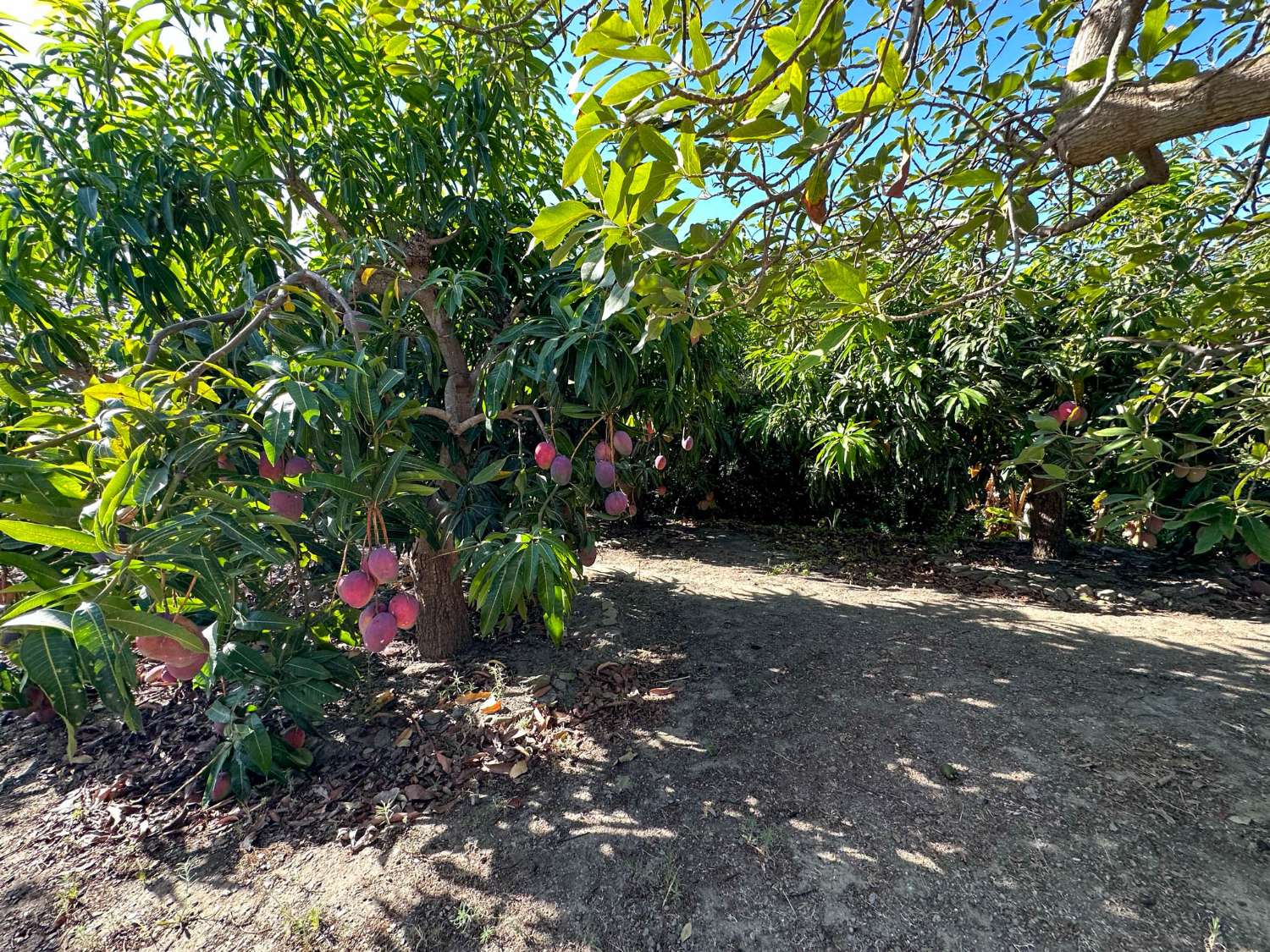 Encantadora casa de campo en venta en Salobreña