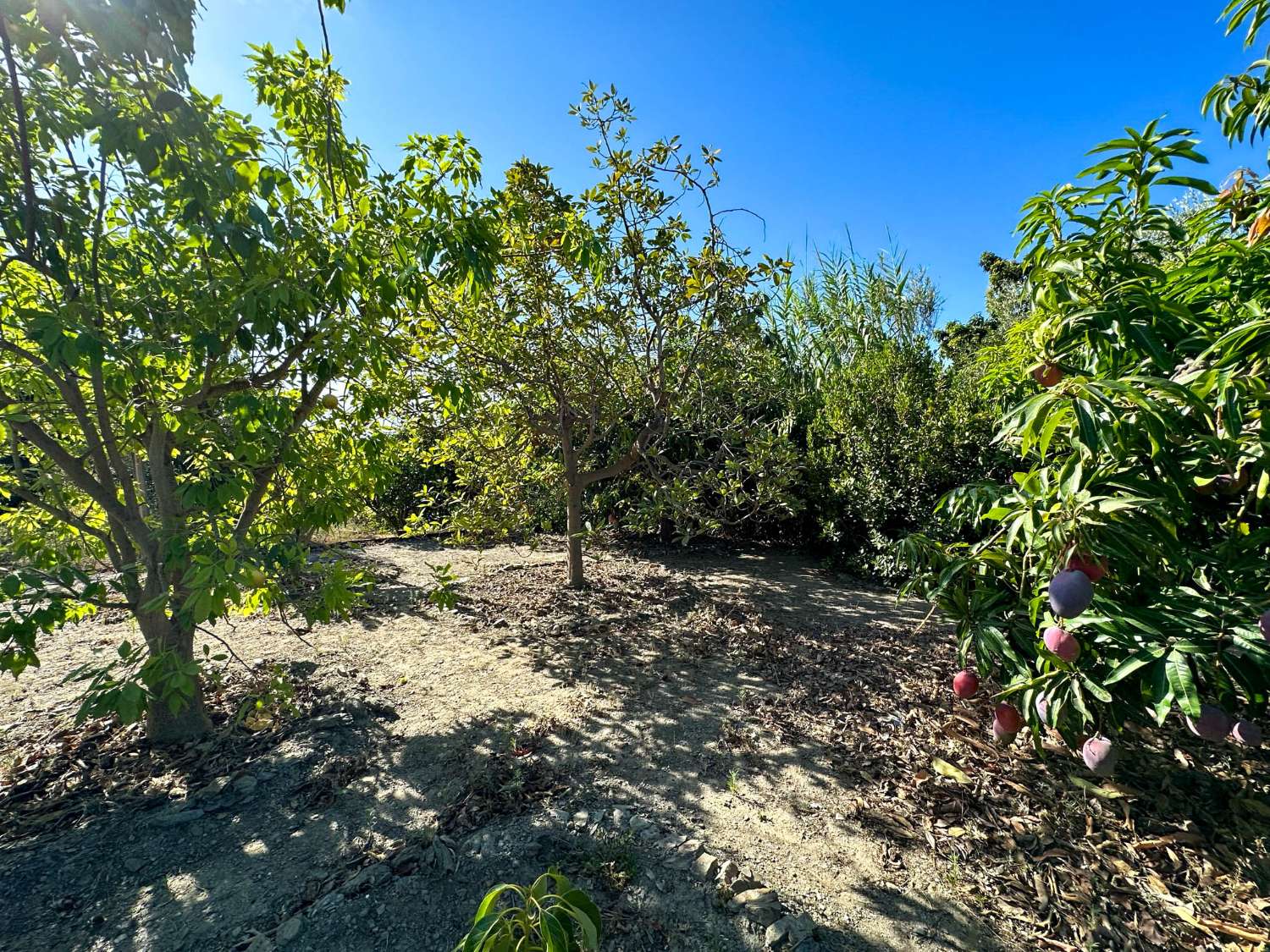 Encantadora casa de campo en venta en Salobreña