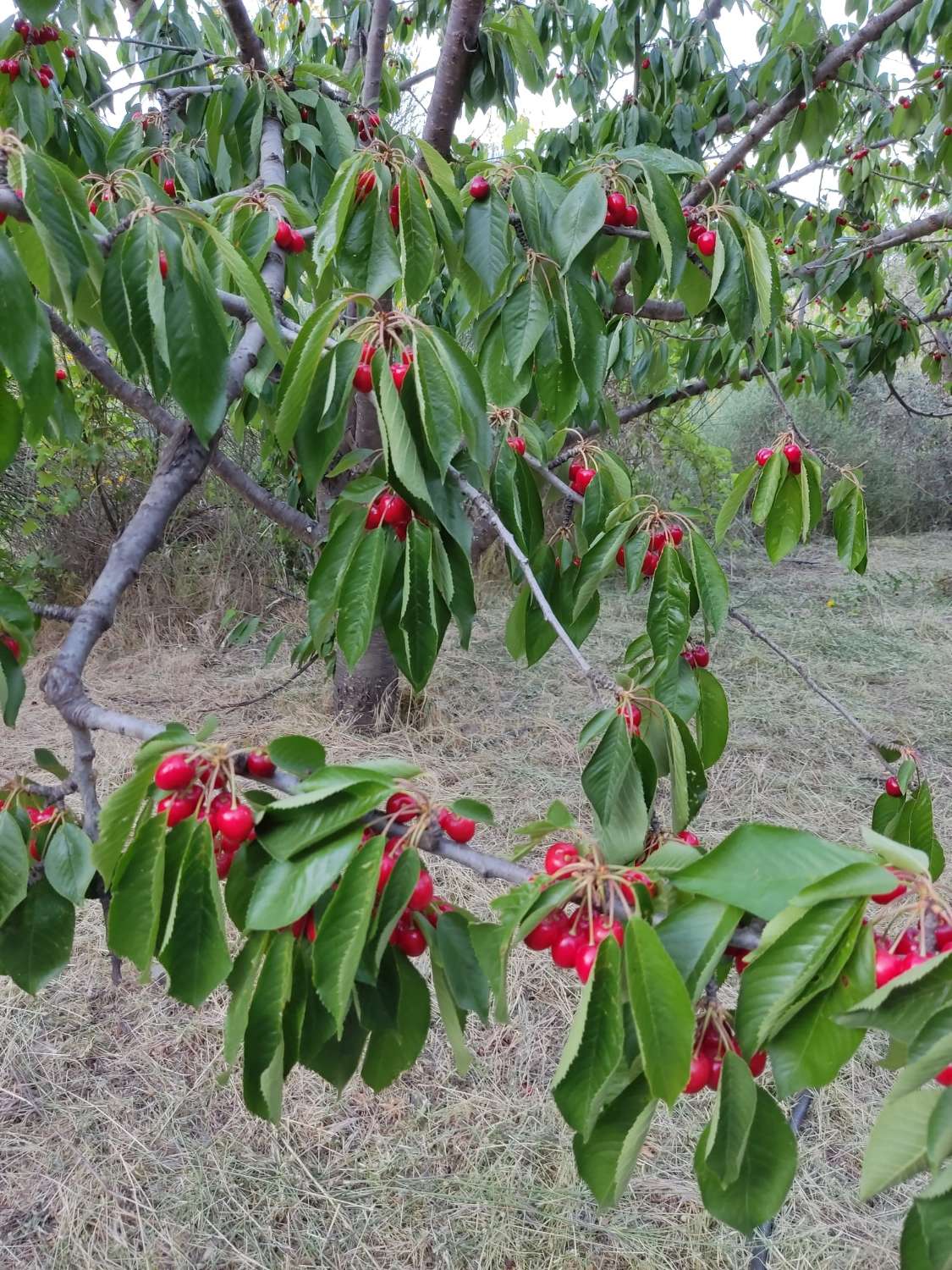 Casa en venta en plena naturaleza, Guájar Fondón