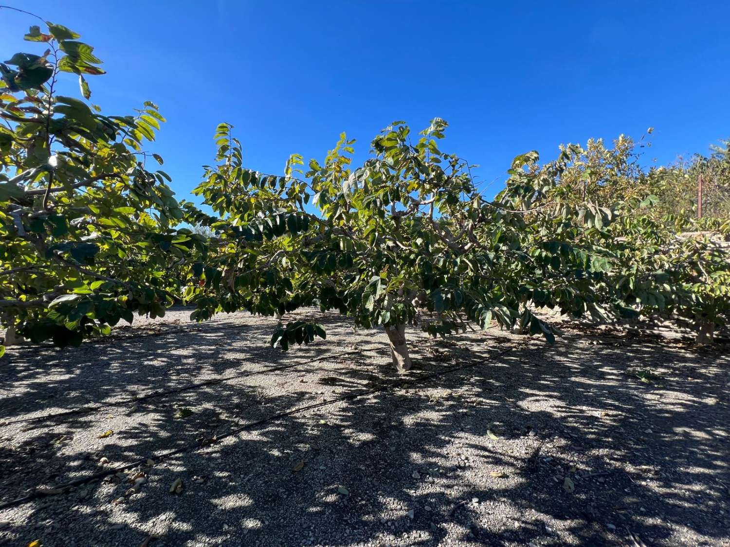 Rustic plot for sale in Las Zorreras, Motril
