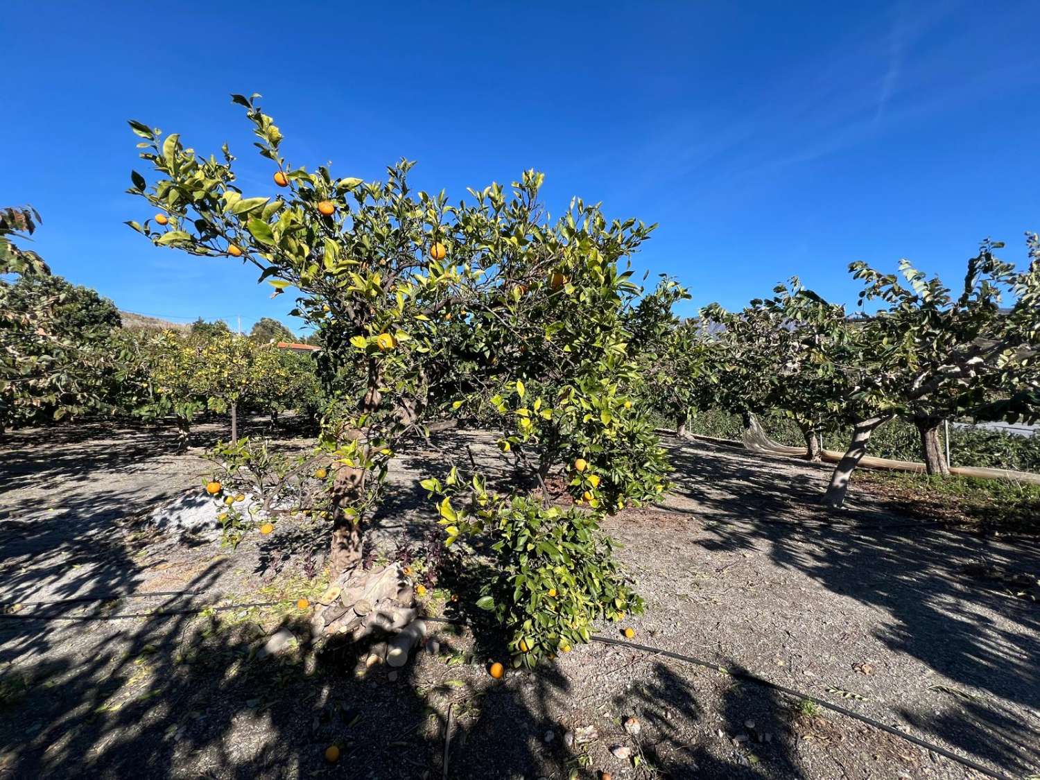 Rustic plot for sale in Las Zorreras, Motril