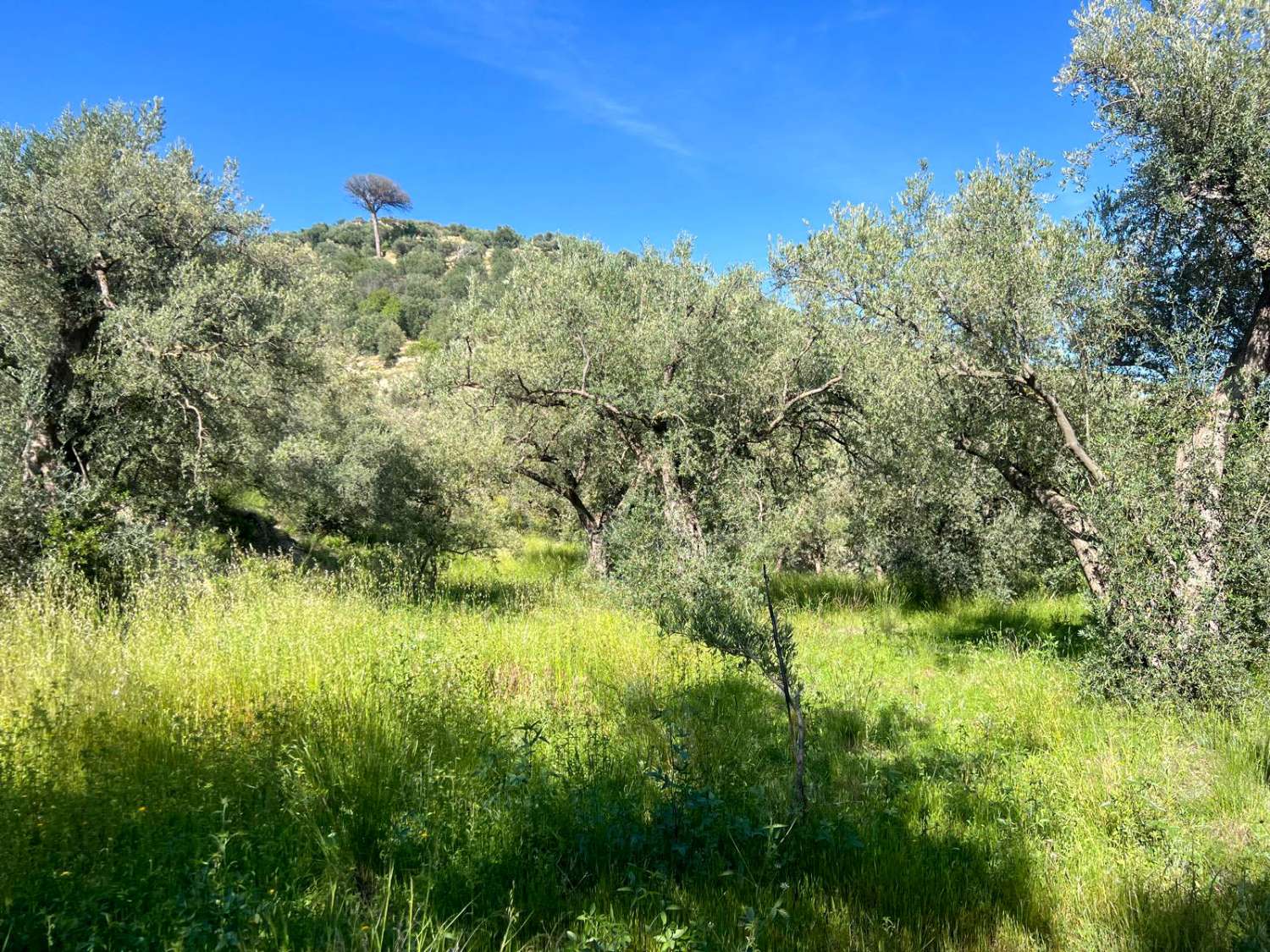 Casa de campo con amplio terreno en Lanjarón