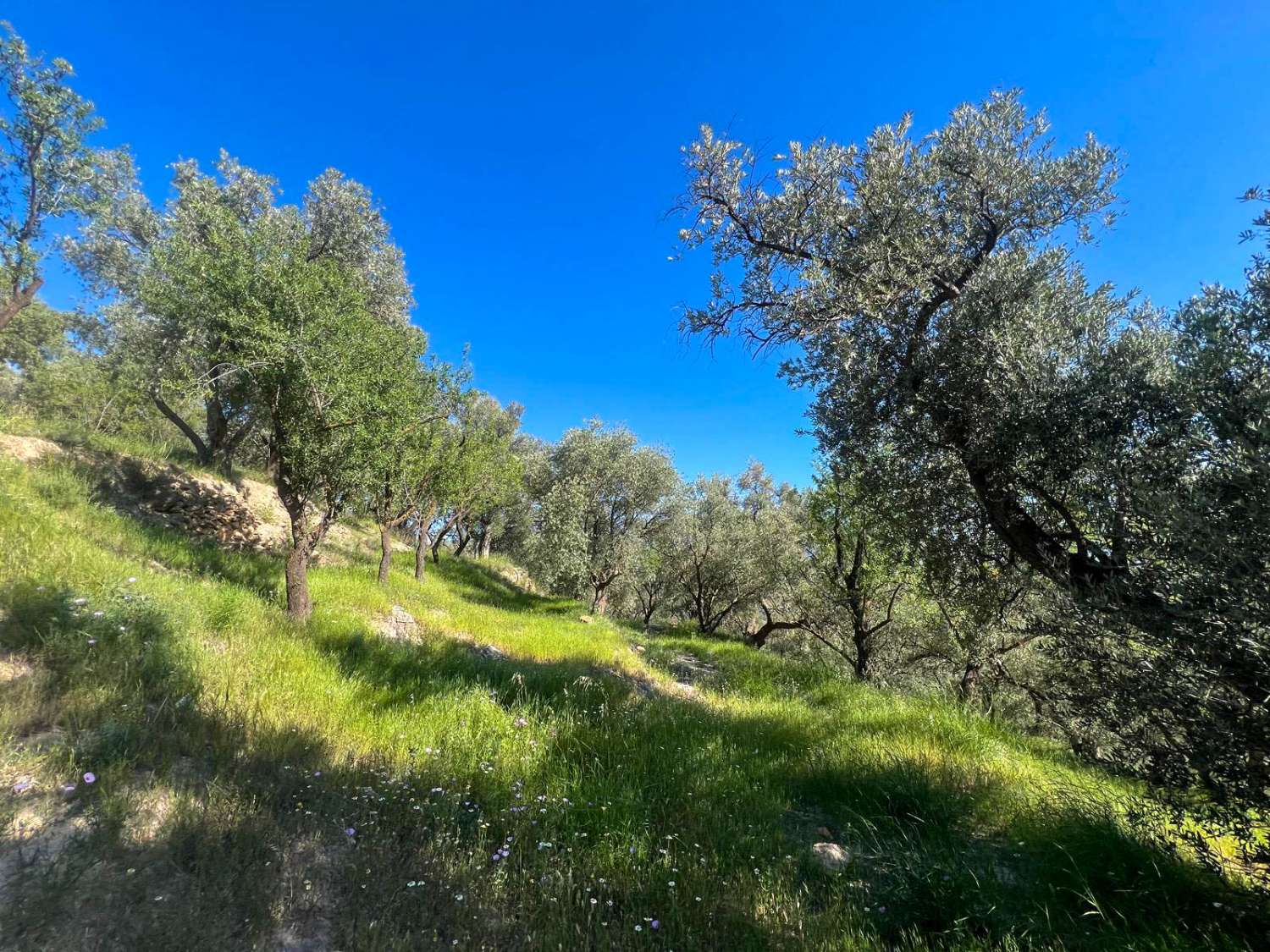Casa de campo con amplio terreno en Lanjarón