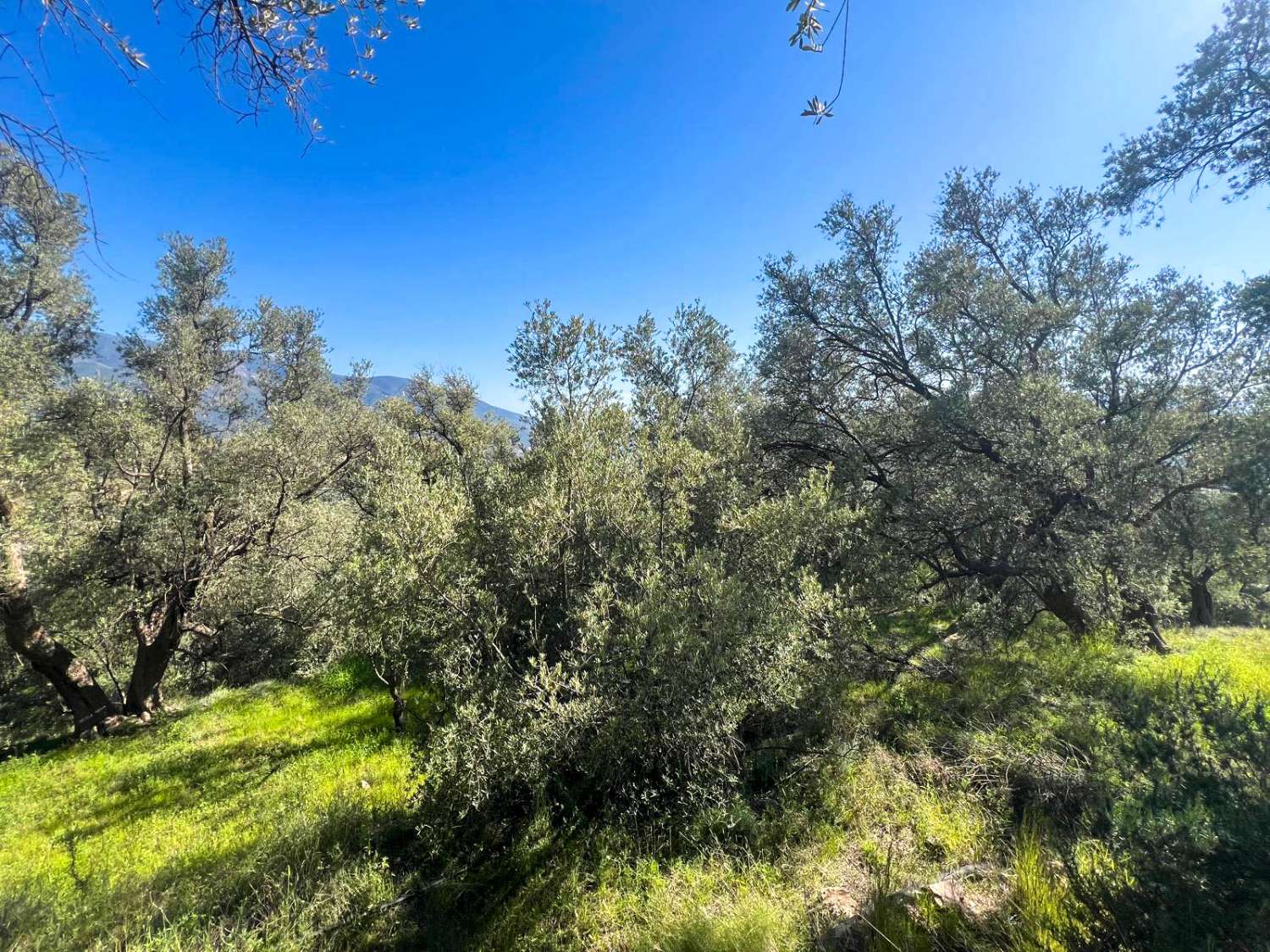 Casa de campo con amplio terreno en Lanjarón