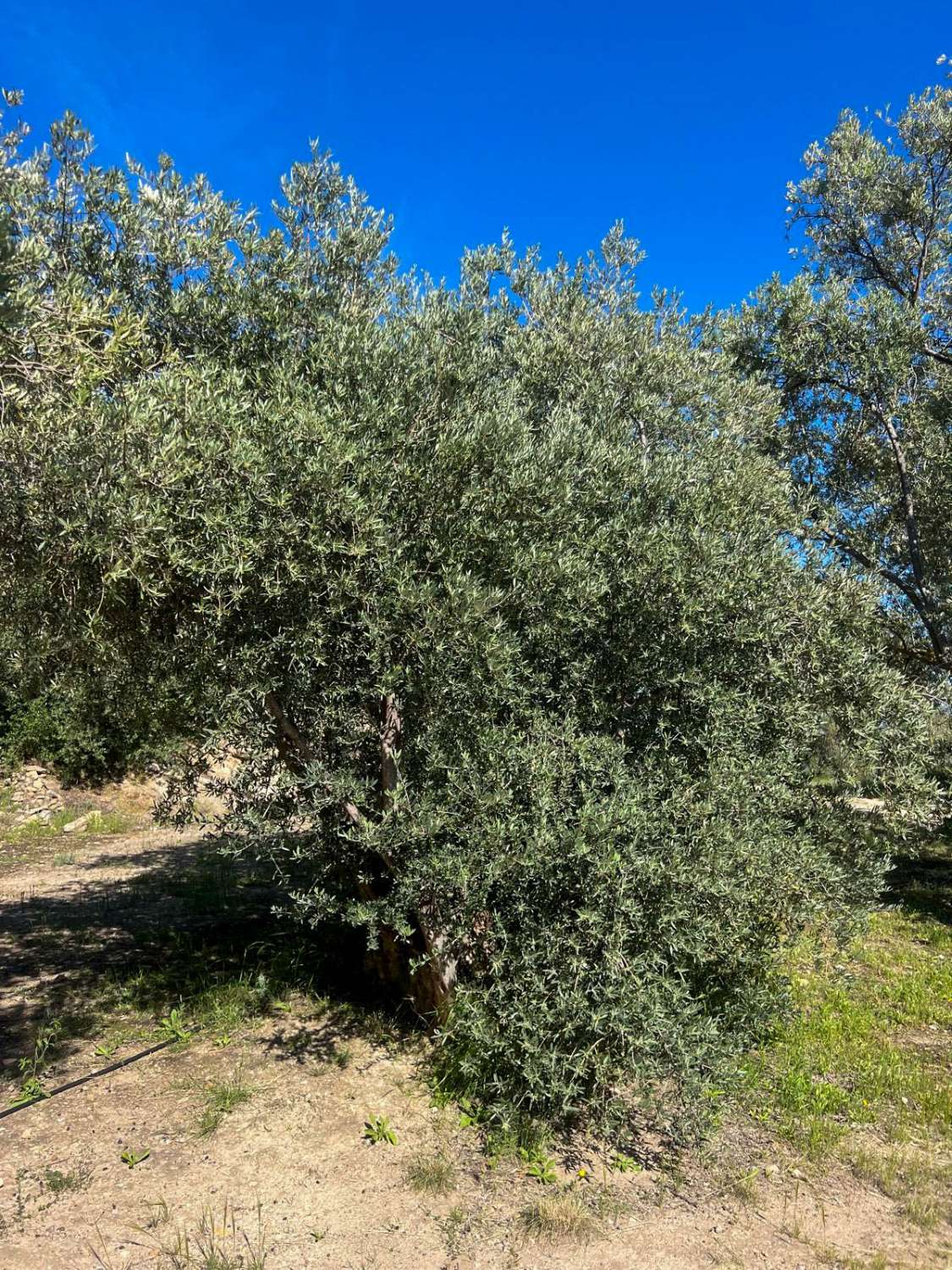 Casa de campo con amplio terreno en Lanjarón