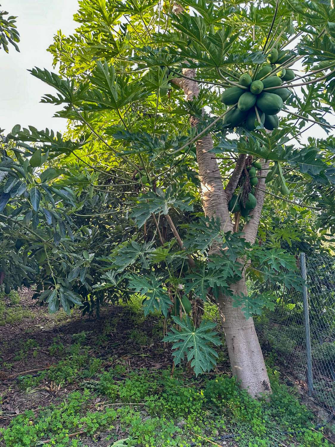 Cortijo con amplio terreno en venta en Salobreña