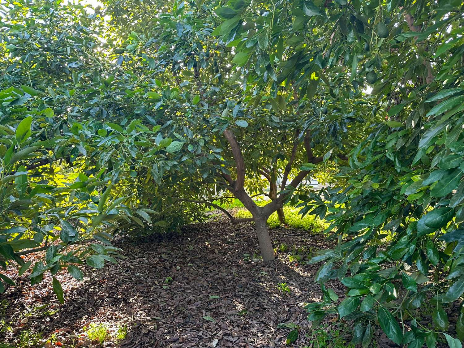 Cortijo con amplio terreno en venta en Salobreña