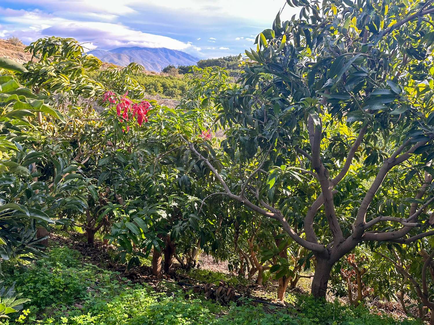 Cortijo con amplio terreno en venta en Salobreña
