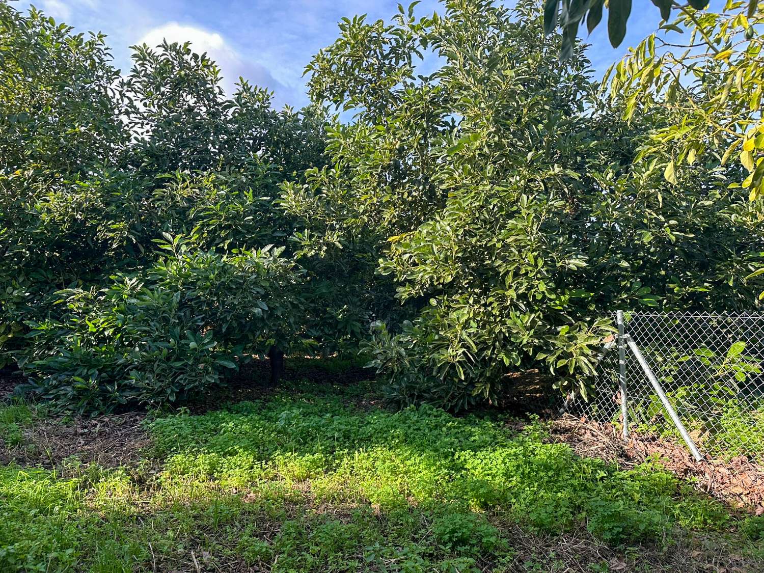 Cortijo con amplio terreno en venta en Salobreña