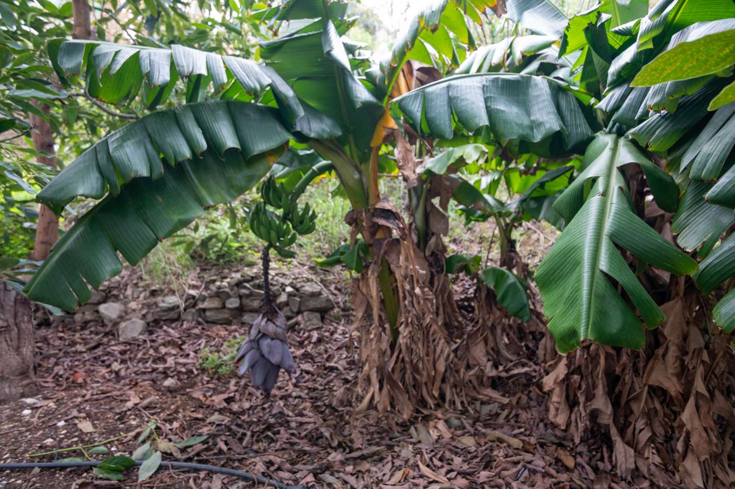 Bonito cortijo en venta en Matagallares, Salobreña