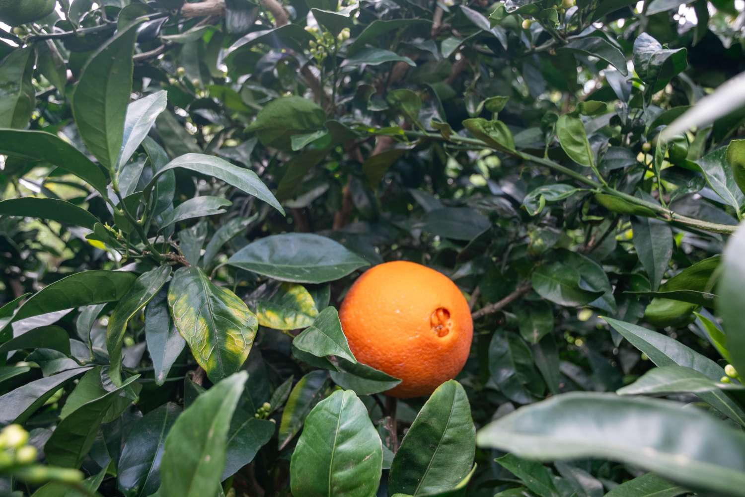 Bonito cortijo en venta en Matagallares, Salobreña