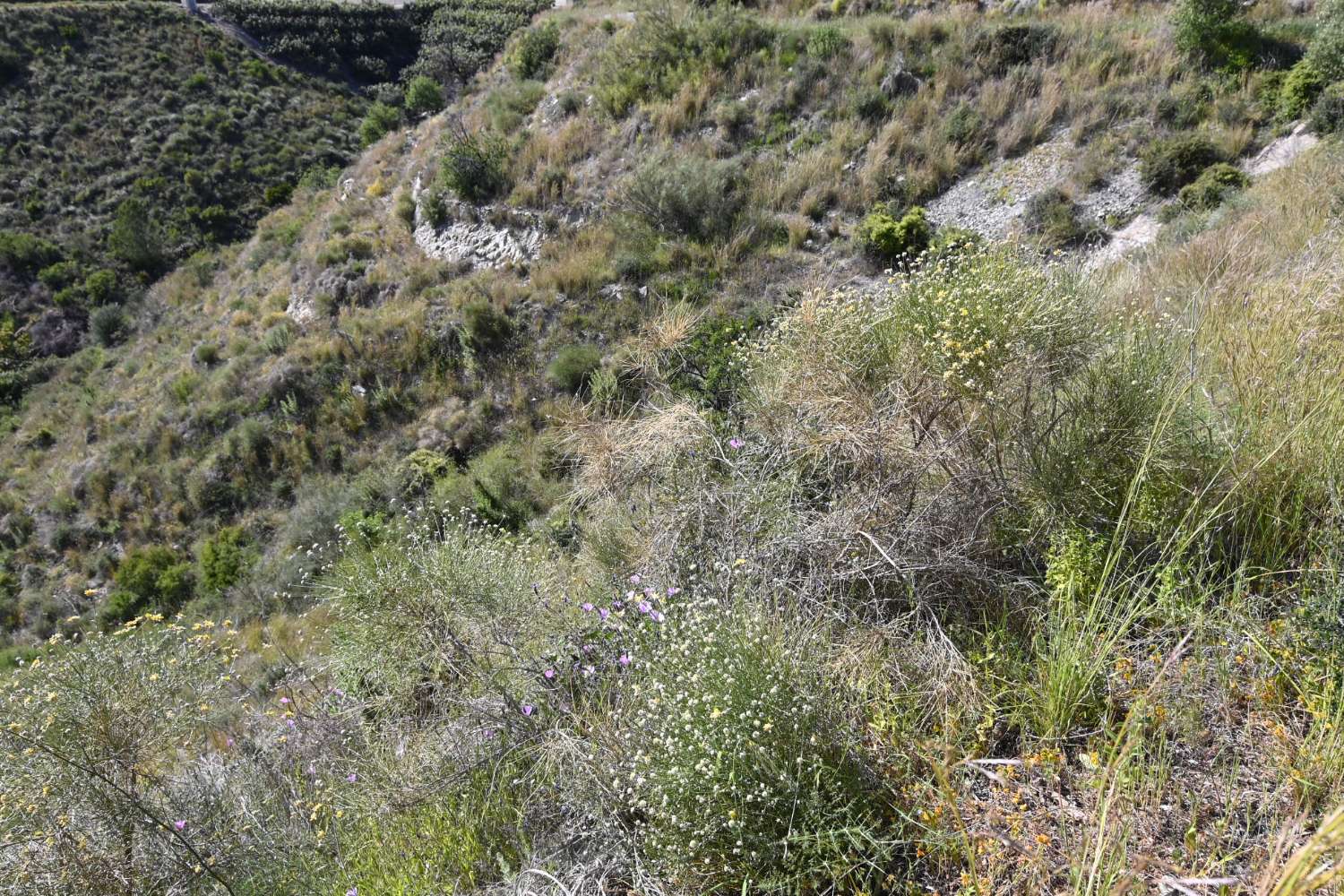 Grundstück zu verkaufen in Matagallares