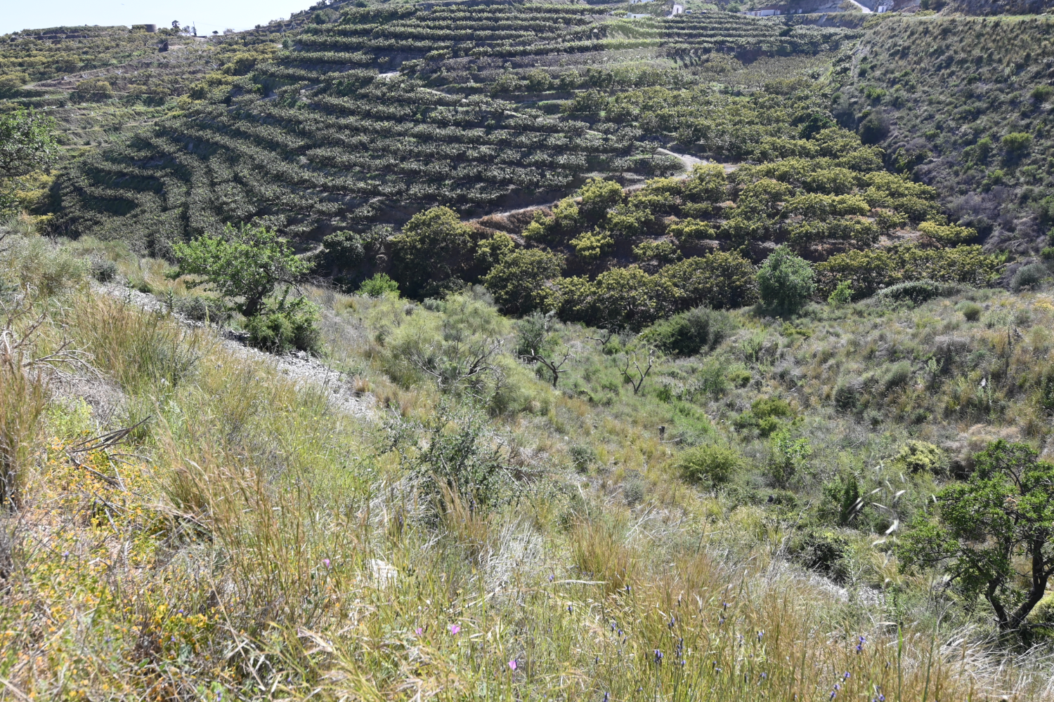Grundstück zu verkaufen in Matagallares